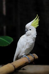 Elegant White Cockatoo Perched on Bamboo Branch with Yellow Crest and Dark Background