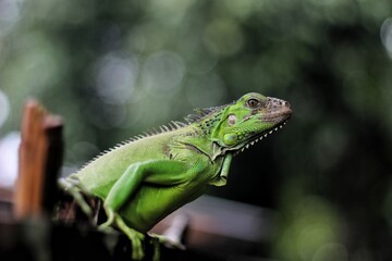 Emerald Iguana Profile: Scales, Spikes, and a Glimpse into the Wild