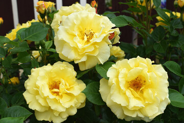 Beautifully blooming rose 'Lichtkönigin Lucia' 
