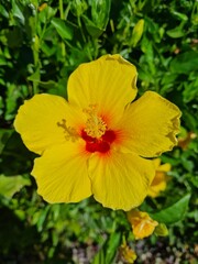 Yellow flower, Maui