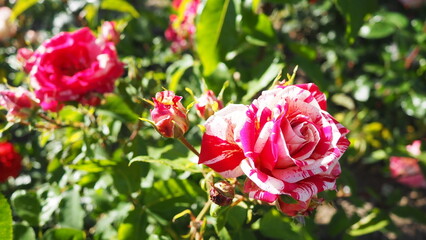 Delicate pink roses thrive in a lush garden, soaking up the warm sunlight of early spring. Their vibrant colors add life and charm to the surroundings, inviting admiration and peace.