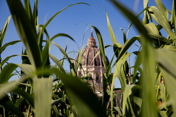 Unusual view of the dome of St. Peter's in Rome through shrubs along the stretch of cycle path between Monte Ciocci and the Vatican.