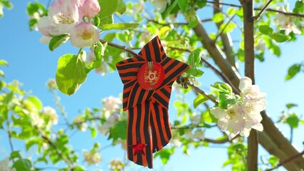 The St. George ribbon hangs on a blooming spring tree in honor of the Victory Day holiday on May 9. Togliatti, Russia - 9 May 2025