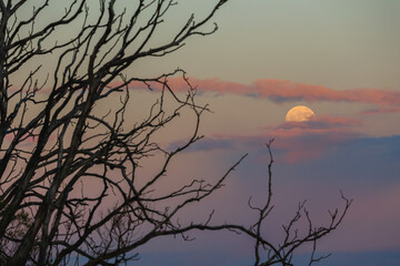 An Eerie Moonlit Night Unfolds Through the Bare Tree Branches in the Quiet Outdoors
