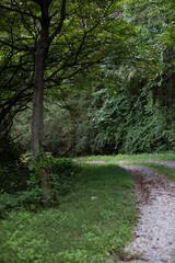 Curved Forest Trail Surrounded by Lush Greenery in Summer