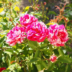Delicate pink roses thrive in a lush garden, soaking up the warm sunlight of early spring. Their vibrant colors add life and charm to the surroundings, inviting admiration and peace.