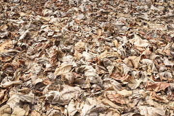 Many leaves fall on the floor.