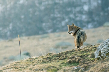 Wild Italian wolf, also called apennine wolf (Canis lupus italicus) standing on a winter pasture...