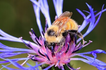  Honey bee gathering pollen on a flower.