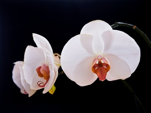 Backlit white orchids against black background. - Powered by Adobe