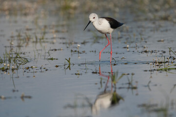 black-winged stilt - Himantopus himantopus wading in water. Photo from Calera y Chozas in Spain, Toledo Province. Copy space on left side.