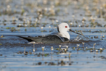 black-winged stilt - Himantopus himantopus taking bath in water. Photo from Calera y Chozas in Spain, Toledo Province.	