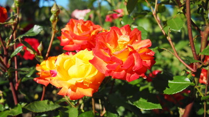Two-tone rose, tea hybrid variety. Red-orange rose. The opened bright flower against a background of dark green foliage. Delicate petals blooming. Rosa flower