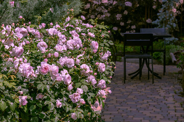 Courtyard of cafe with tables in open air is decorated with blooming rose bushes