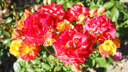 Two-tone rose, tea hybrid variety. Red-orange rose. The opened bright flower against a background of dark green foliage. Delicate petals blooming. Rosa flower