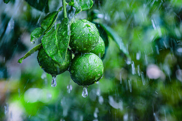 Close-up of ripe limes covered in water droplets, with a blurred natural background, capturing the essence of a rainy day in an orchard.