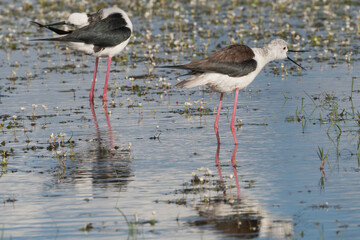 Pair of black-winged stilts - Himantopus himantopus standing in water. Photo from Calera y Chozas in Spain, Toledo Province.	