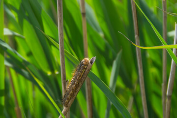 Obraz premium Hairy caterpillar on reed in green vegetation, close-up from nature in summer.