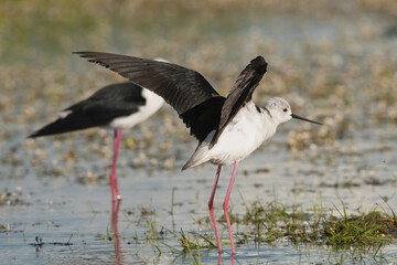 Pair of black-winged stilts - Himantopus himantopus standing in water. Photo from Calera y Chozas in Spain, Toledo Province.	