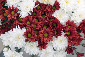 Chrysanthemum