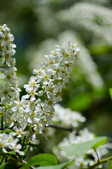 Fototapeta premium Bird cherry