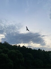 A bird flying high in the evening sky over a dark forest, symbolizing freedom and tranquility in nature