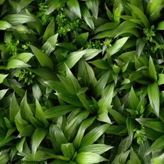Obraz premium Experience the beauty of Spathiphyllum leaves arranged in a stunning, textured composition with vibrant greenery.