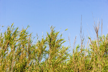 Tall Green Grasses Against a Clear Blue Sky in a Natural Setting