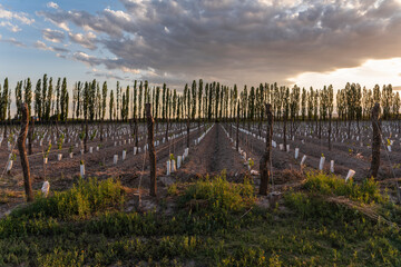 Growth in young vineyard plantation at sunset in Mendoza, Argentina