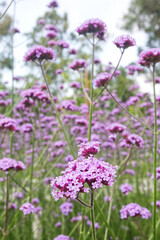Argentine Verbena Plant, Verbena bonariensis