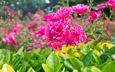 Roses, Crataegus laevigata, Paul's Scarlet. Spain