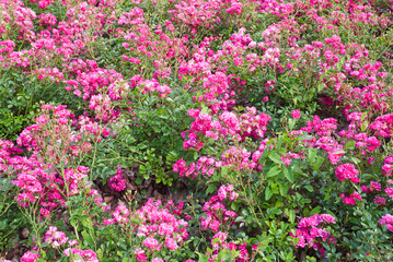 Roses, Crataegus laevigata, Paul's Scarlet. Spain