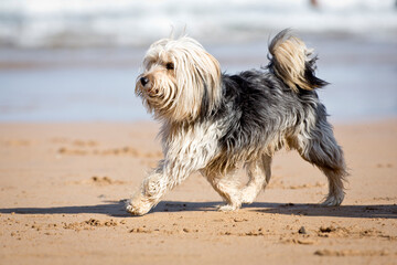 Dogs playing on the beach