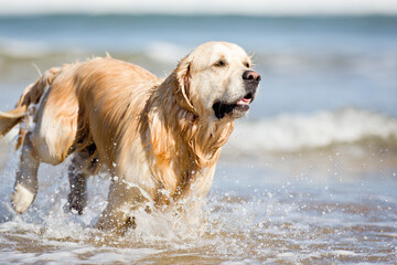 Dogs playing on the beach