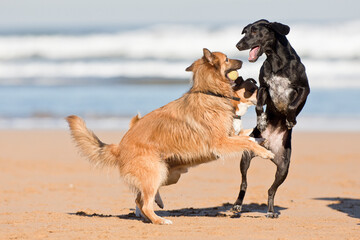 Dogs playing on the beach