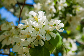 Blooming spring fruit tree branches. Beautiful white flowers, soft green background. Spring peak blossom, flowering brunch close up Beautiful white petals, the sun's rays illuminate the inflorescences