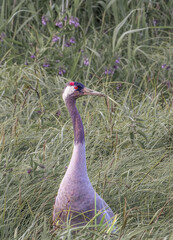 crane bird