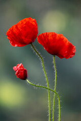 Obraz premium Czerwone kwiaty - Maki na zielonym tle, tapeta, dekoracja.