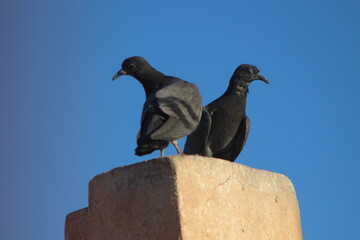 Two pigeons standing on top of a house