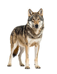 Fototapeta premium A fierce gray wolf, cut out and shown against a white background.