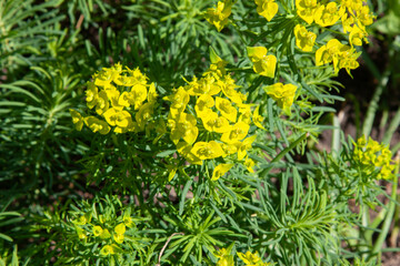 Green flowers of Myrtle Euphorbia Euphorbia myrsinites, blue spurge or broad-leaved glaucous-spurge. Beautiful milkweed flowers surrounded by greenery in bright sunny weather. A flowering bush
