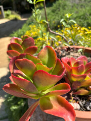 red and yellow cactus