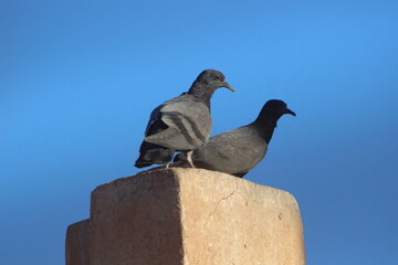 Two pigeons standing on top of a house