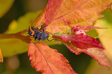 close-up view of a black orange larva of the multicoloured asian ladybug with interesting bristles...