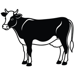 Holstein cow shows its black and white markings on a white background