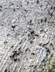 Group of ants