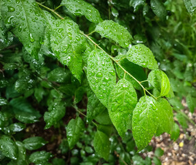 Fresh green leaves with raindrops, rainy forest, nature background 