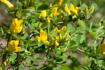 Yellow French Broom flowers. Beautiful small yellow flowers on a branch surrounded by small young green leaves. Soft blurred natural background in the forest in the spring season on a clear sunny day