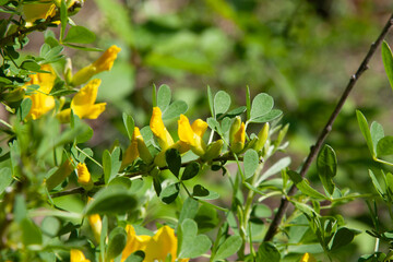 Yellow French Broom flowers. Beautiful small yellow flowers on a branch surrounded by small young green leaves. Soft blurred natural background in the forest in the spring season on a clear sunny day