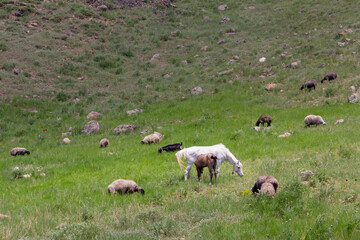 A herd of wild horses grazes and gallops across the lush green slopes of Mount Damavand under a...